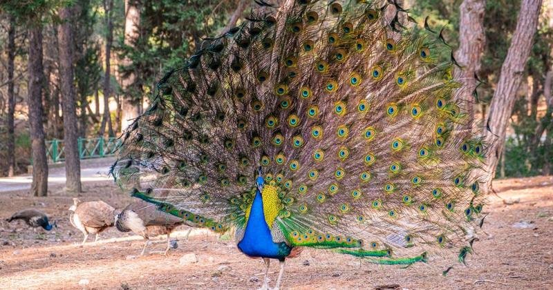 Plaka Forest, Kos island